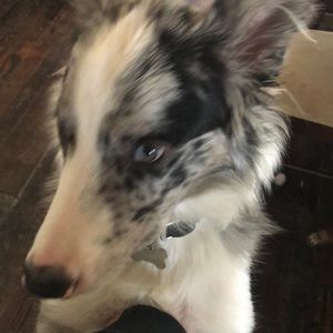 Meet your Posher, Lucas